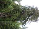Priest Lake Area Photographs (620)