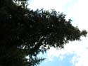 Priest Lake Area Photographs (621)