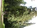 Priest Lake Area Photographs (622)