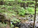 Priest Lake Area Photographs (635)