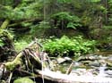 Priest Lake Area Photographs (640)