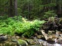 Priest Lake Area Photographs (642)
