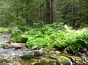 Priest Lake Area Photographs (643)