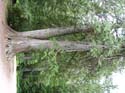 Priest Lake Area Photographs (647)