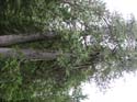 Priest Lake Area Photographs (648)