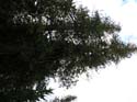 Priest Lake Area Photographs (649)
