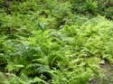 Priest Lake Area Photographs (651)