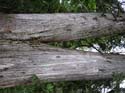 Priest Lake Area Photographs (652)