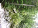 Priest Lake Area Photographs (664)