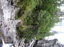 Priest Lake Area Photographs (665)