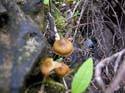 Priest Lake Area Photographs (699)