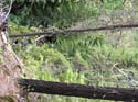 Priest Lake Area Photographs (721)