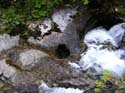 Priest Lake Area Photographs (723)