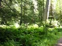 Priest Lake Area Photographs (742)
