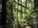 Priest Lake Area Photographs (744)