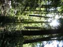 Priest Lake Area Photographs (745)