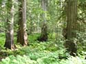 Priest Lake Area Photographs (760)