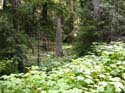 Priest Lake Area Photographs (761)