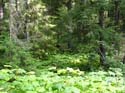 Priest Lake Area Photographs (762)