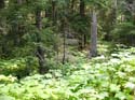 Priest Lake Area Photographs (763)