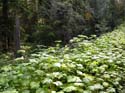 Priest Lake Area Photographs (764)