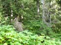 Priest Lake Area Photographs (767)