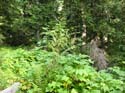 Priest Lake Area Photographs (768)