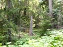 Priest Lake Area Photographs (773)