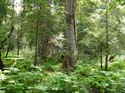 Priest Lake Area Photographs (775)