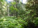 Priest Lake Area Photographs (777)