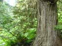 Priest Lake Area Photographs (778)