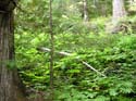 Priest Lake Area Photographs (779)