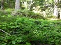 Priest Lake Area Photographs (780)