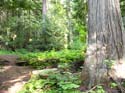Priest Lake Area Photographs (782)