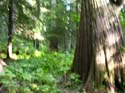 Priest Lake Area Photographs (784)