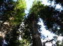 Priest Lake Area Photographs (785)