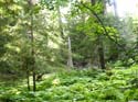 Priest Lake Area Photographs (786)