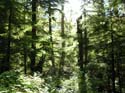 Priest Lake Area Photographs (788)
