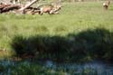 Priest Lake Area Photographs (8)