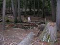 Priest Lake Area Photographs (811)