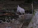 Priest Lake Area Photographs (812)