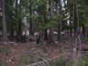 Priest Lake Area Photographs (814)