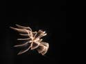 Priest Lake Area Photographs (835)