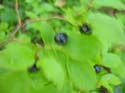 Priest Lake Area Photographs (855)