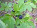 Priest Lake Area Photographs (870)