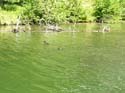 Priest Lake Area Photographs (914)