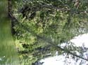Priest Lake Area Photographs (932)