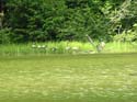 Priest Lake Area Photographs (933)