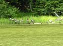 Priest Lake Area Photographs (934)