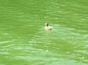 Priest Lake Area Photographs (951)